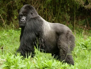 Mountain Gorilla (Gorilla beringei beringei) Sabyinyo Group, Silverback in meadow Mountain Gorilla (Gorilla beringei beringei) Sabyinyo Group, Silverback in meadow