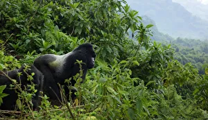 Mountain gorilla (Gorilla beringei beringei) male silverback from Sabyinyo group Mountain gorilla (Gorilla beringei beringei) male silverback from Sabyinyo group