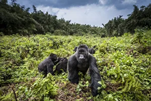 Mountain gorillas (Gorilla beringei) Hirwa group led by the silverback dominant male Mountain gorillas (Gorilla beringei) Hirwa group led by the silverback dominant male