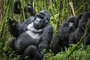 Mountain gorillas (Gorilla beringei) silverback with others, Agashya Group (Former Mountain gorillas (Gorilla beringei) silverback with others, Agashya Group (Former