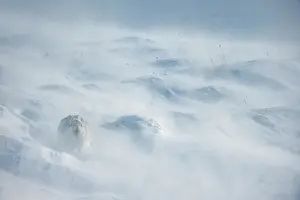 Mountain Hare In Snow Prints: Mountain hare (Lepus timidus)