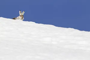 Mountain hare (Lepus timidus) with partial winter coat, head peering over a snow-covered Mountain hare (Lepus timidus) with partial winter coat, head peering over a snow-covered