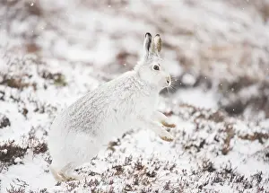 Vertebrate Animals UK Prints: Mountain hare (Lepus timidus) in winter coat