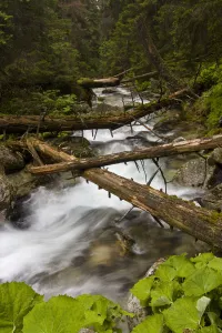 Mountain stream with fallen trees crossing pristine forest, Kouprova valley Mountain stream with fallen trees crossing pristine forest, Kouprova valley