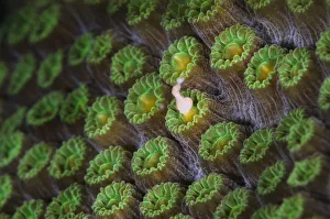 A Mountainous star coral (Montastraea faveolata) spawning at night, with gamete bundle A Mountainous star coral (Montastraea faveolata) spawning at night, with gamete bundle