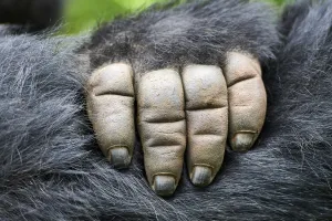 Moutain gorilla (Gorilla beringei beringei) close up of hand, Virunga National Park Moutain gorilla (Gorilla beringei beringei) close up of hand, Virunga National Park