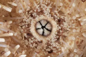 Mouth of Common Sea Urchin (Echinus esculentus) Guillaumesse, Sark Mouth of Common Sea Urchin (Echinus esculentus) Guillaumesse, Sark