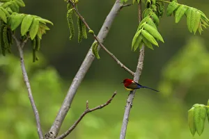 Mrs Goulds sunbird (Aethopyga gouldiae) perched on branch, Tangjiahe Nature Reserve Mrs Goulds sunbird (Aethopyga gouldiae) perched on branch, Tangjiahe Nature Reserve