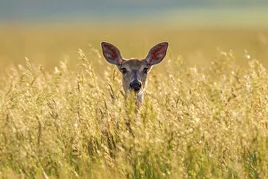 Mule deer (Odocoileus hemionus) in long grass, Madison Mountains, Montana, USA. September Mule deer (Odocoileus hemionus) in long grass, Madison Mountains, Montana, USA. September