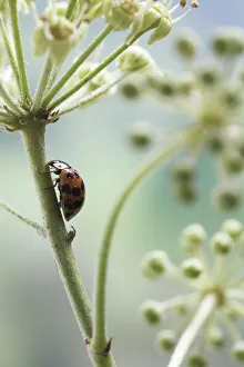 Multicoloured / Asian / Harlequin Ladybird (Harmonia axyridis) feeding on ivy flowers, UK Multicoloured / Asian / Harlequin Ladybird (Harmonia axyridis) feeding on ivy flowers, UK