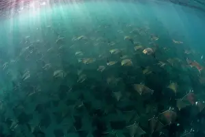 Cartilaginous Fish Underwater Prints: Munk's devil rays (Mobula munkiana) large shoal aggregating underwater with sunrays penetrating sea surface