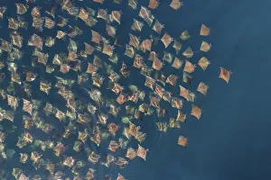 Munks pygmy devil ray / Munks mobula (Mobula munkiana) large school from the air Munks pygmy devil ray / Munks mobula (Mobula munkiana) large school from the air