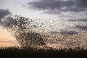 Murmuration of Common starlings (Sturnus vulgaris) with Peregrine falcon (Falco peregrinus) Murmuration of Common starlings (Sturnus vulgaris) with Peregrine falcon (Falco peregrinus)