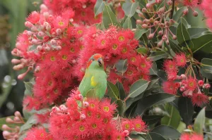Musk lorikeet (Glossopsitta concinna) amongst flowers in a Eucalyptus tree Musk lorikeet (Glossopsitta concinna) amongst flowers in a Eucalyptus tree