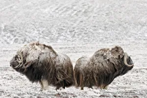 Musk ox (Ovibos moschatus) two covered in snow, Wrangel Island, Far Eastern Russia Musk ox (Ovibos moschatus) two covered in snow, Wrangel Island, Far Eastern Russia