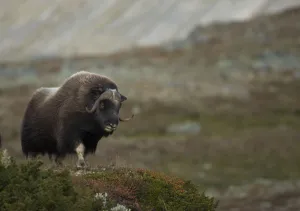 Musk Ox (Ovibos moschatus) in mountainous habitat. Dovrefjell National Park, Norway, September Musk Ox (Ovibos moschatus) in mountainous habitat. Dovrefjell National Park, Norway, September