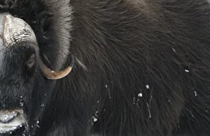 Muskox (Ovibos moschatus) close-up, Dovrefjell National Park, Norway, February 2009 Muskox (Ovibos moschatus) close-up, Dovrefjell National Park, Norway, February 2009