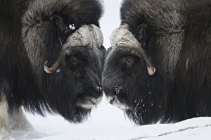 Two Muskox (Ovibos moschatus) face to face, Dovrefjell National Park, Norway, February Two Muskox (Ovibos moschatus) face to face, Dovrefjell National Park, Norway, February