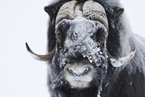 Muskox (Ovibos moschatus) with snow on face, Dovrefjell National Park, Norway Muskox (Ovibos moschatus) with snow on face, Dovrefjell National Park, Norway
