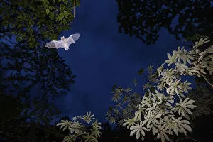 Mustached Bat (Pteronotus sp.) flying at dusk, Calakmul Biosphere Reserve, Yucatan Peninsula Mustached Bat (Pteronotus sp.) flying at dusk, Calakmul Biosphere Reserve, Yucatan Peninsula