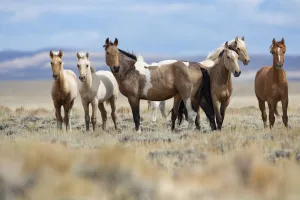 Mustang herd standing in grassland. Red Desert Complex, Wyoming, USA. September Mustang herd standing in grassland. Red Desert Complex, Wyoming, USA. September