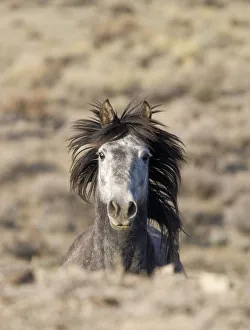 Mustang / wild horse, grey stallion running, Adobe Town Herd Management Area, Southwestern Wyoming Mustang / wild horse, grey stallion running, Adobe Town Herd Management Area, Southwestern Wyoming