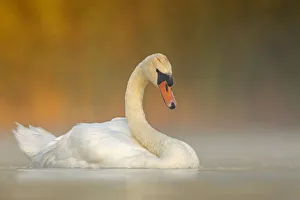 Mute swan (Cygnus olor) adult on a misty morning. Valkenhorst Nature Reserve Mute swan (Cygnus olor) adult on a misty morning. Valkenhorst Nature Reserve