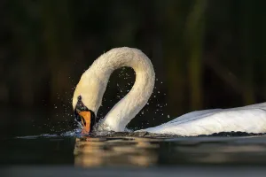 Mute swan (Cygnus olor) bathing, Valkenhorst Nature Reserve, The Netherlands, Europe. August Mute swan (Cygnus olor) bathing, Valkenhorst Nature Reserve, The Netherlands, Europe. August