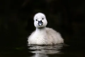 Mute swan (Cygnus olor) cygnet swimming, cocking head. Barnes, London, England, UK Mute swan (Cygnus olor) cygnet swimming, cocking head. Barnes, London, England, UK