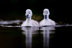Mute swan (Cygnus olor) cygnets swimming. London, England, UK. May Mute swan (Cygnus olor) cygnets swimming. London, England, UK. May