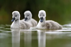 Mute swan (Cygnus olor) cygnets on water, Lac de Saint Point, Franche Comte, France, May Mute swan (Cygnus olor) cygnets on water, Lac de Saint Point, Franche Comte, France, May