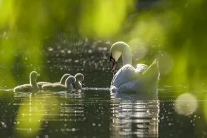 Mute swan (Cygnus olor) with cygnets on water. Reddish Vale Country Park Mute swan (Cygnus olor) with cygnets on water. Reddish Vale Country Park