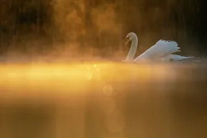 Mute swan (Cygnus olor) in early morning light. Valkenhorst nature reserve, Valkenswaard Mute swan (Cygnus olor) in early morning light. Valkenhorst nature reserve, Valkenswaard
