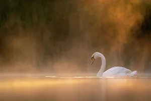 Mute swan (Cygnus olor) in early morning light, Valkenhorst Nature Reserve, The Netherlands, Europe. May Mute swan (Cygnus olor) in early morning light, Valkenhorst Nature Reserve, The Netherlands, Europe. May