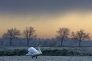 Mute Swan (Cygnus olor) standing on frosty grass. The Netherlands, March Mute Swan (Cygnus olor) standing on frosty grass. The Netherlands, March