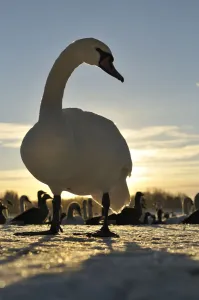 Mute Swan (Cygnus olor) standing on ice at sunrise. Glasgow, Scotland, December Mute Swan (Cygnus olor) standing on ice at sunrise. Glasgow, Scotland, December