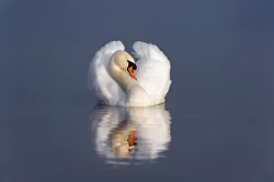 Mute swan (Cygnus olor) on water, England, December Mute swan (Cygnus olor) on water, England, December