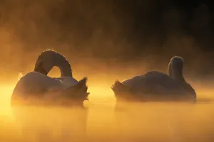 Mute swans (Cygnus olor) in early morning light. Valkenhorst nature reserve, Valkenswaard Mute swans (Cygnus olor) in early morning light. Valkenhorst nature reserve, Valkenswaard