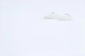 Two Mute swans (Cygnus olor) sleeping on snow, Hazerswoude, The Netherlands, February Two Mute swans (Cygnus olor) sleeping on snow, Hazerswoude, The Netherlands, February