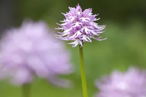 Naked man / Italian orchid (Orchis italica) in flower, Gargano NP, Gargano Peninsula Naked man / Italian orchid (Orchis italica) in flower, Gargano NP, Gargano Peninsula