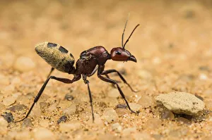 Namib desert dune ant (Camponotus detritus), queen on sand with visible wing scars on her thorax, Swakopmund, Namibia Namib desert dune ant (Camponotus detritus), queen on sand with visible wing scars on her thorax, Swakopmund, Namibia