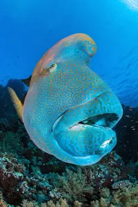 Napoleon wrasse (Cheilinus undulatus) on a coral reef. Ras Mohammed National Park, Sinai Napoleon wrasse (Cheilinus undulatus) on a coral reef. Ras Mohammed National Park, Sinai