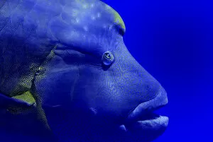 Images Dated 26th May 2005: Napoleon wrasse (Cheilinus undulatus) portrait. Red Sea, Egypt. October