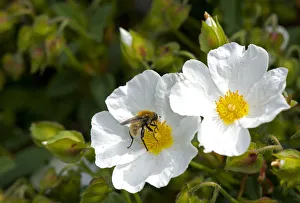 Narcissus fly (Merodon equestris) male nectaring on Rock rose (Cistus x hybridus) in garden Narcissus fly (Merodon equestris) male nectaring on Rock rose (Cistus x hybridus) in garden