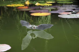 Natterers bat (Myotis nattereri) flying in to drink from the surface of a pond Natterers bat (Myotis nattereri) flying in to drink from the surface of a pond