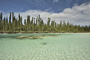 Natural basin in Oro Bay with the New Caledonia pines (Araucaria columnaris) that Natural basin in Oro Bay with the New Caledonia pines (Araucaria columnaris) that
