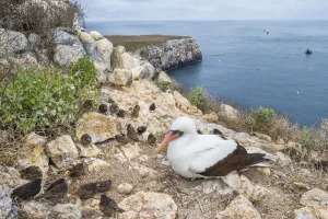 Nazca booby (Sula granti) on coast, with Vampire ground finches (Geospiza septentrionalis Nazca booby (Sula granti) on coast, with Vampire ground finches (Geospiza septentrionalis