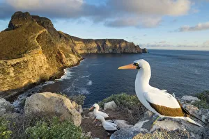 Nazca booby (Sula granti) on the coast of Wolf Island, Galapagos Nazca booby (Sula granti) on the coast of Wolf Island, Galapagos