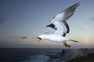 Nazca booby (Sula granti) in flight at dusk. Punta Suarez, Espanola Island, Galapagos Nazca booby (Sula granti) in flight at dusk. Punta Suarez, Espanola Island, Galapagos