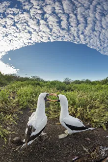 Nazca booby (Sula granti), pair billing. Genovesa Island, Galapagos. May 2015 Nazca booby (Sula granti), pair billing. Genovesa Island, Galapagos. May 2015